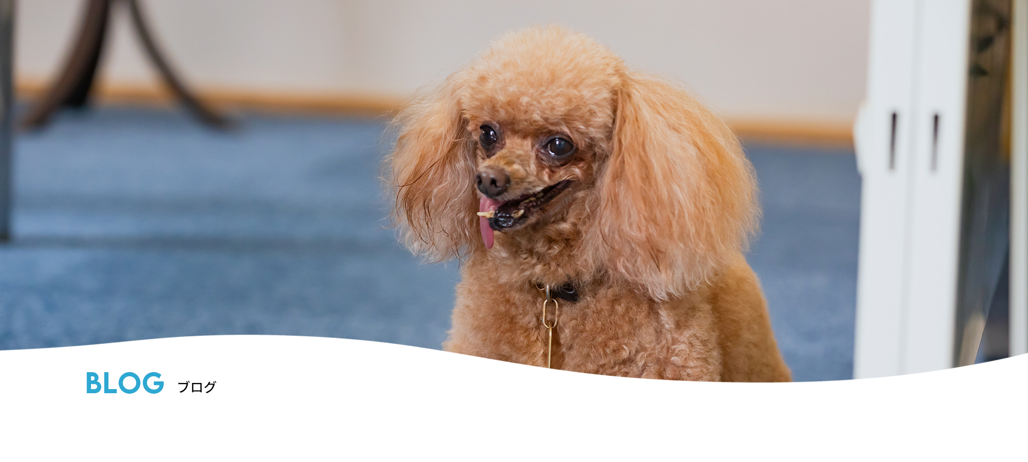 オフィシャルブログ